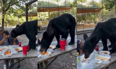 Oso en Nuevo León