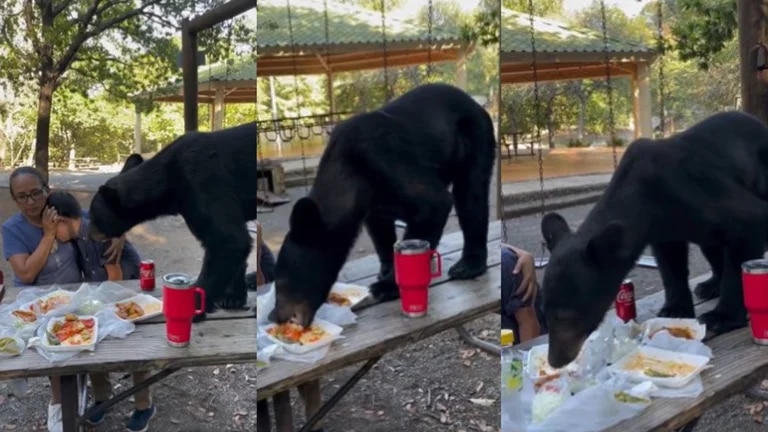 Oso en Nuevo León